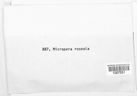 Micropera roseola image